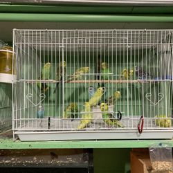 bird supplies stores near me