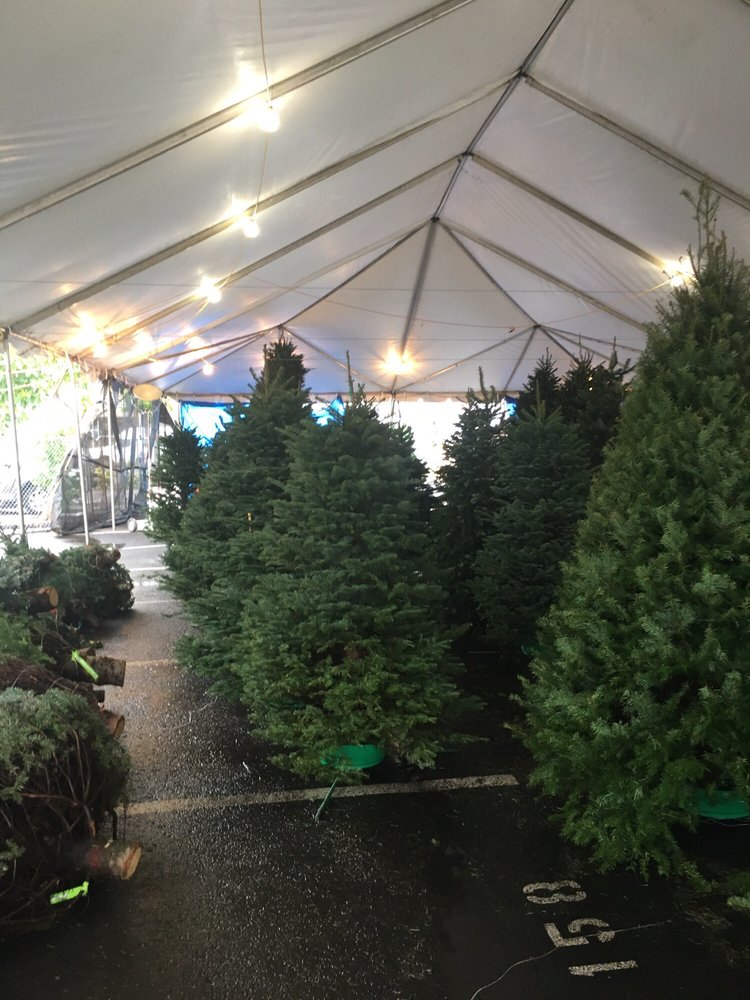 fresh and green christmas trees yelp fresh and green christmas trees yelp