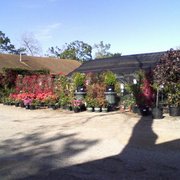 Teas Nursery Closed Nurseries Gardening 4400 Bellaire Blvd Photo Of Teas Nursery Bellaire Tx United States