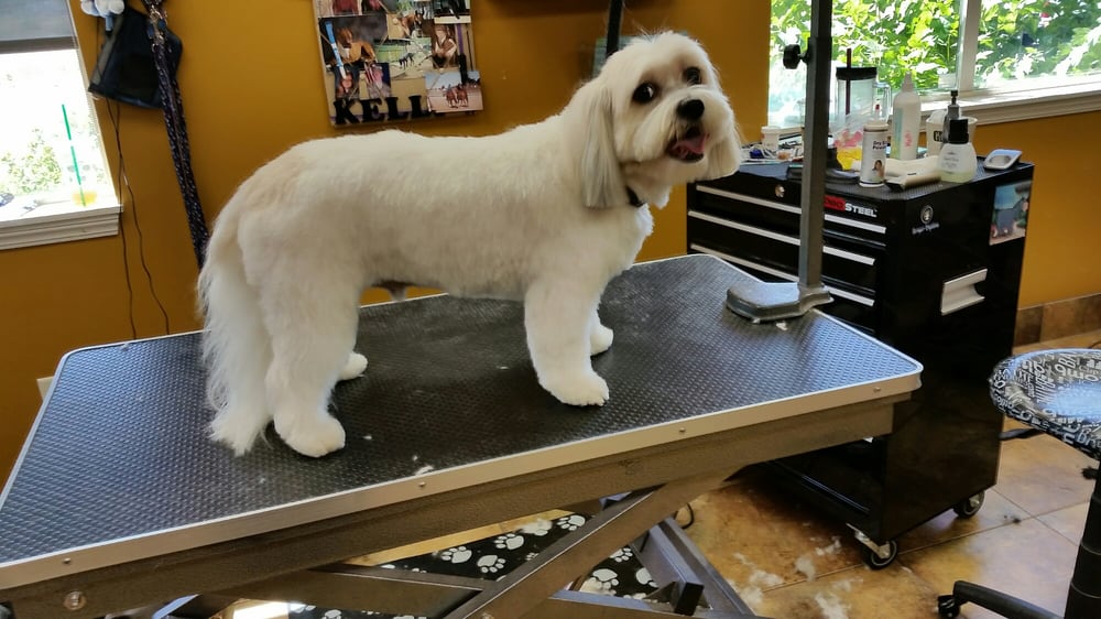 Wags To Riches 18 Photos & 16 Reviews Pet Groomers 790 W Ustick