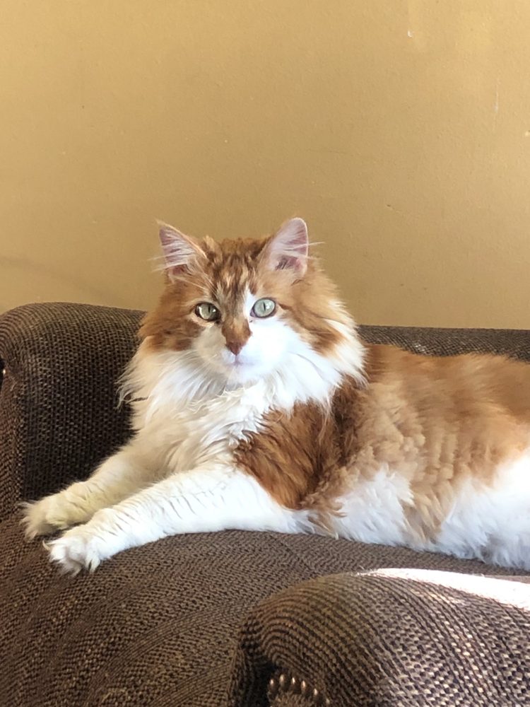 Companion Animal Hospital