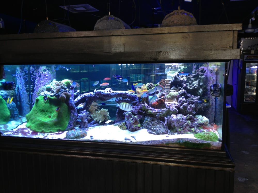 Exotic Aquatic 12 Photos & 10 Reviews Aquarium Services 275 E