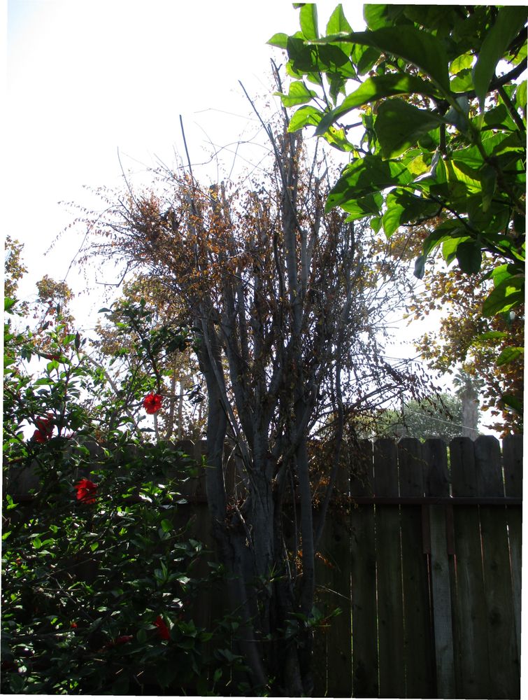 Yoon's Landscaping and Gardening Service