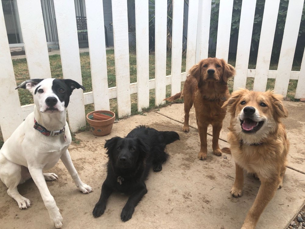 Down To Earth Dogs