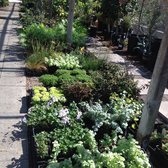 Bellefontaine Nursery 80 Photos 56 Reviews Nurseries Photo Of Bellefontaine Nursery Pasadena Ca United States Some The Shade