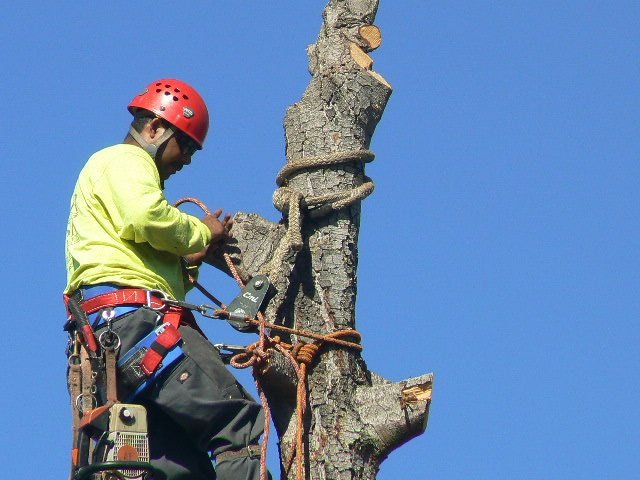 Arbor Task Tree Service