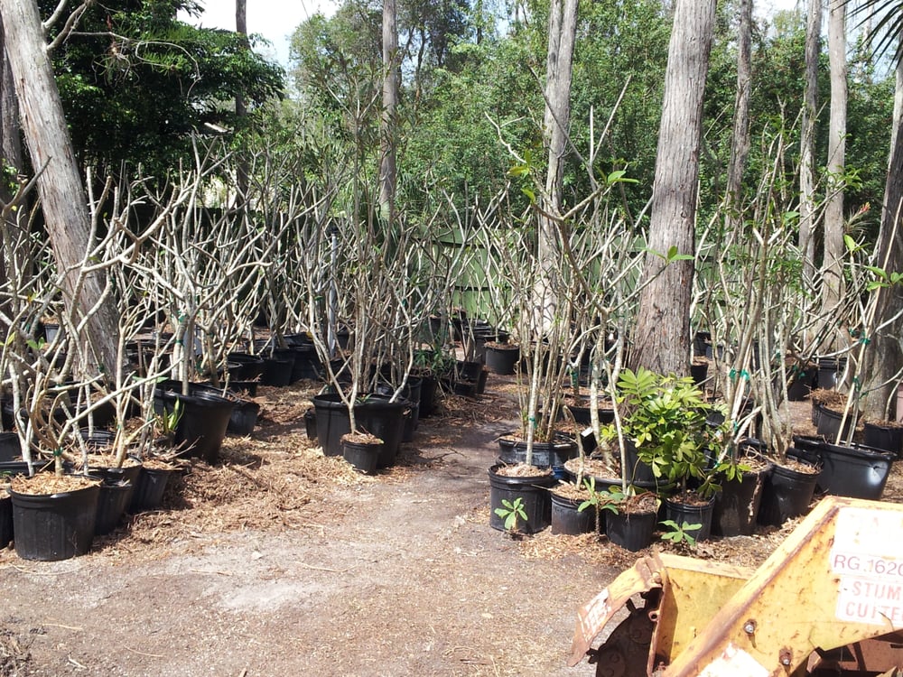 Plumeria Gallery