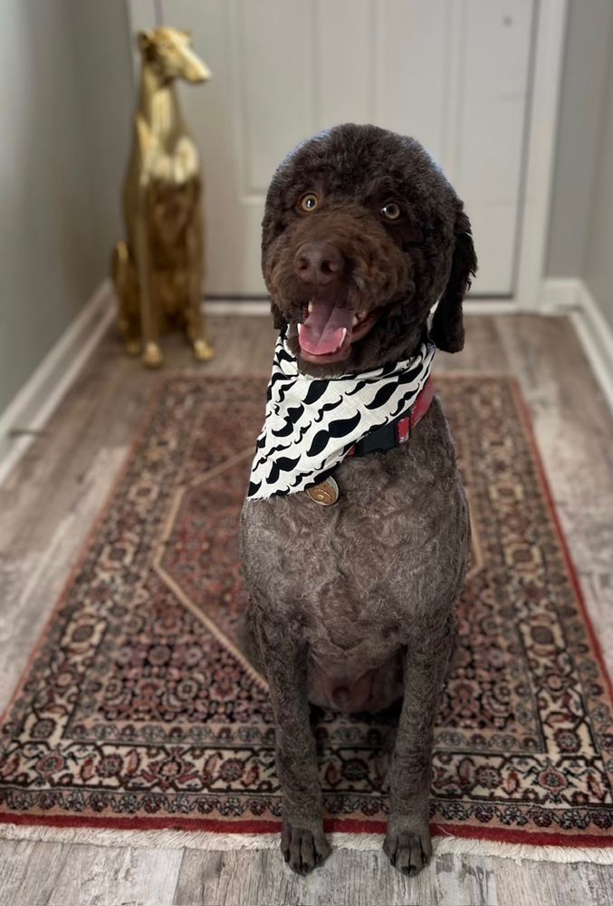 Adore Mobile Pet Spa