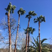 Highpoint Tree Care 37 Photos 16 Reviews Services The Photo Of Highpoint Tree Care The Woodlands Tx United States So Glad