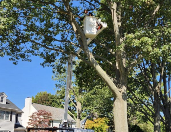 Top Line Tree Care