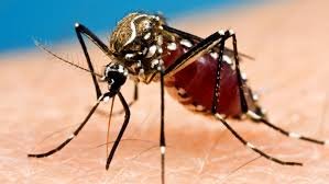 Organic Pest Management Solutions