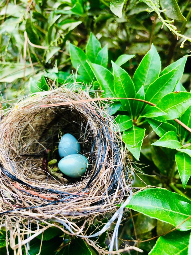 Homewood Nursery & Garden Center