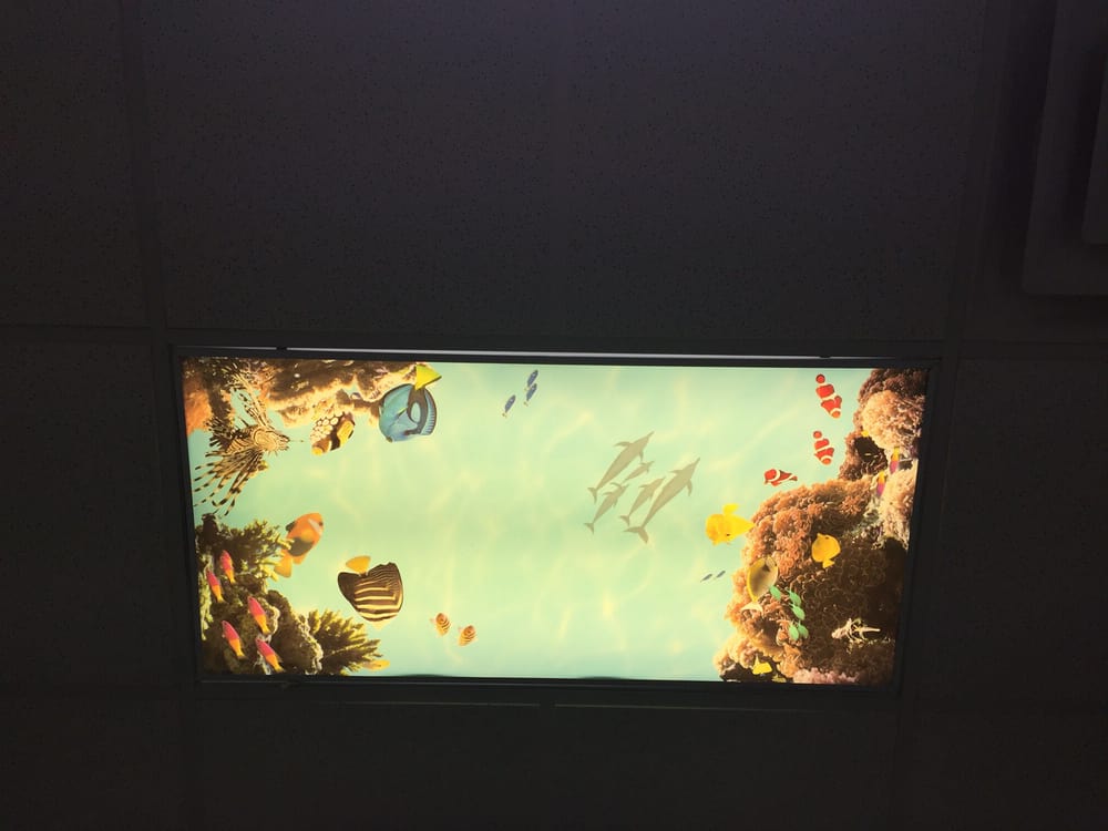 View From My Chair Fish Transparency In The Ceiling Very