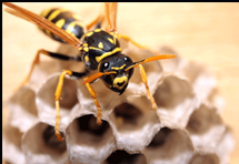 Manny's Termite & Pest Control