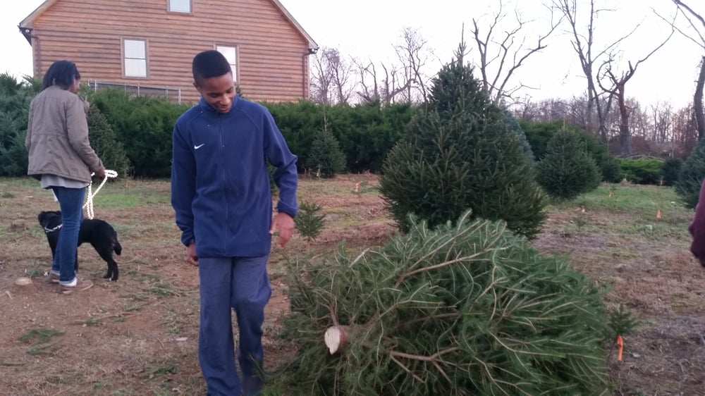 moose apple christmas tree farm christmas trees 2425 moose apple christmas tree farm christmas trees 2425
