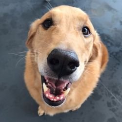 dog daycare bellevue wa dog daycare bellevue wa