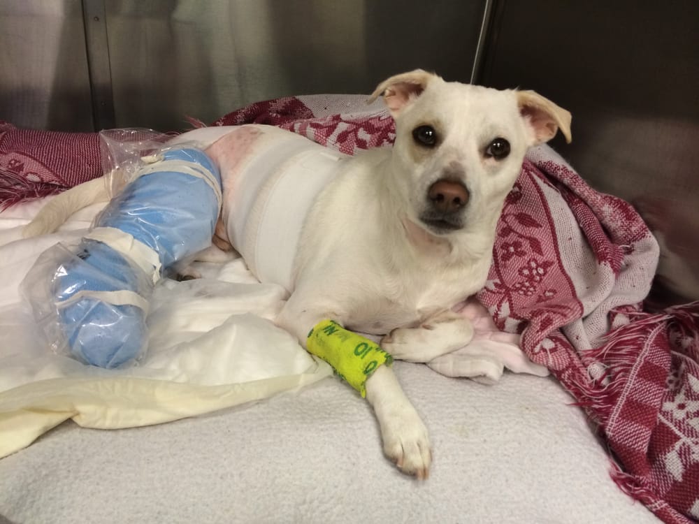 Lucky Pup Dog Rescue 75 Photos Animal Shelters Hillcrest, San