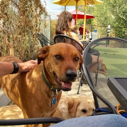dog parks colorado dog parks colorado