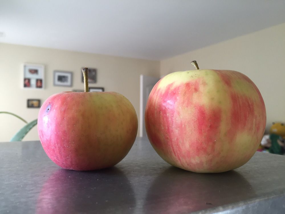 The Big’r Apple Farm Farms 8674 Heritage Road, Brampton, ON Yelp