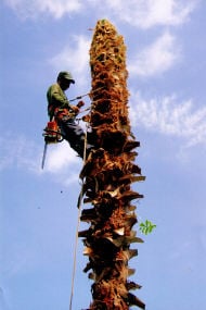Espinoza Tree Service