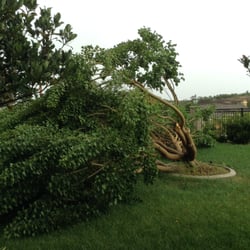 Tree Service Riverside  Photo of Jim Brown's Tree Service - Riverside, CA, United States