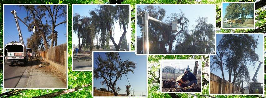 Halsey's Tree Service