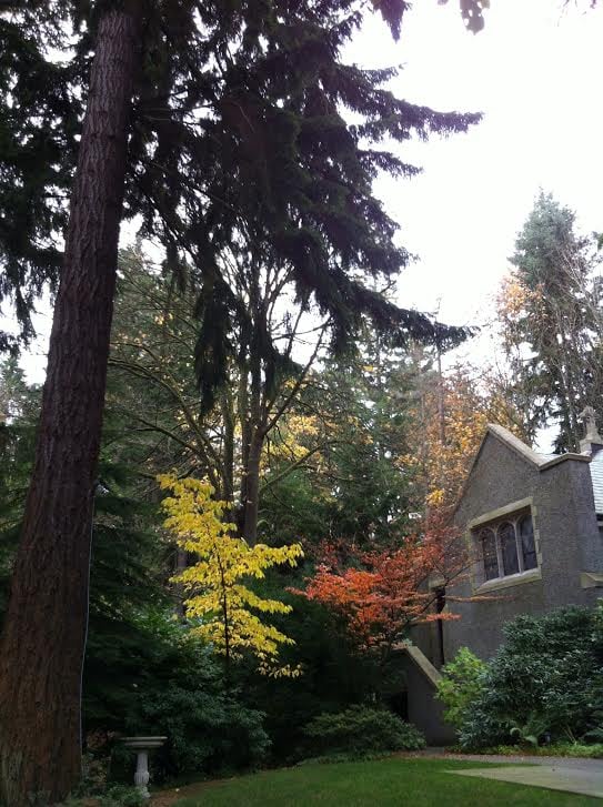 Seattle Tree Care Yelp