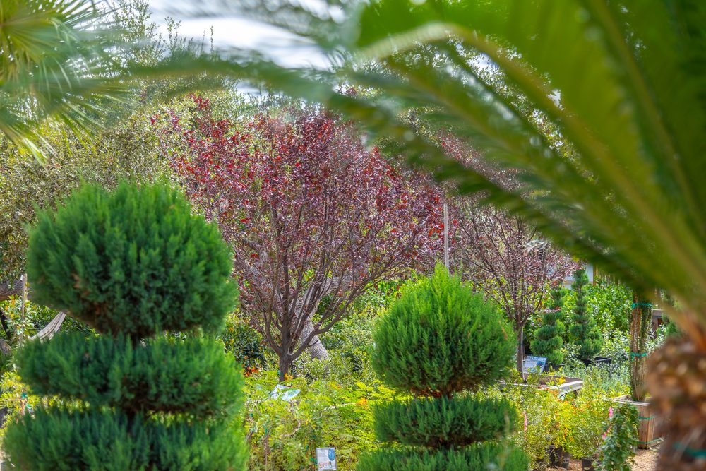 Moon Valley Nurseries