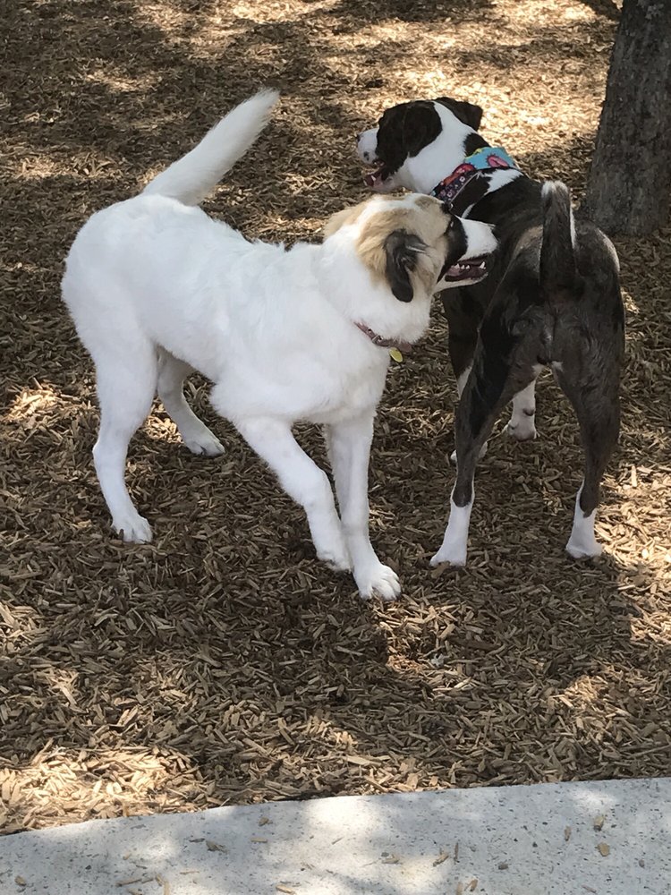 K9 Corral at Craig Ranch