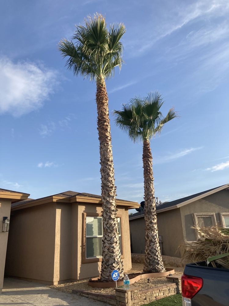 26 Palms