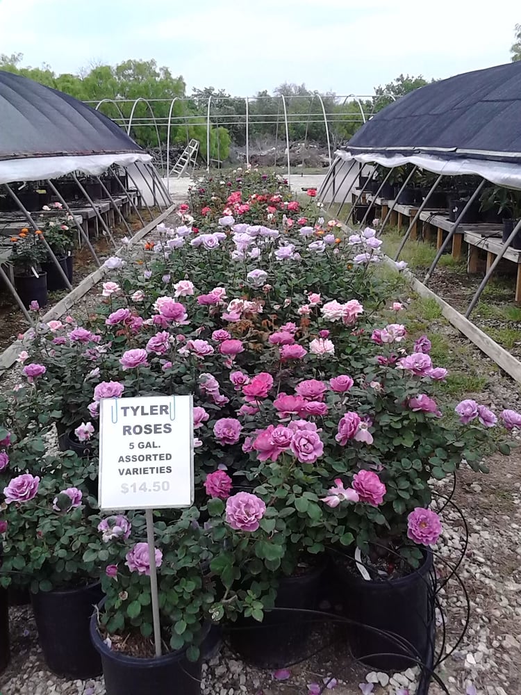 Deez Treez Nurseries Gardening 13934 Us Hwy 181 S San Antonio Deez Treez Nurseries Gardening 13934 Us Hwy 181 S San Antonio Tx Phone Number Yelp