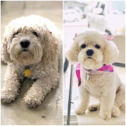 Sydnee S Pet Grooming 100 Photos 128 Reviews Pet Groomers