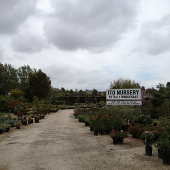 Ito Nursery Inc Closed 26 Photos Nurseries Gardening 31825 Photo Of Ito Nursery Inc San Juan Capistrano Ca United States Follow