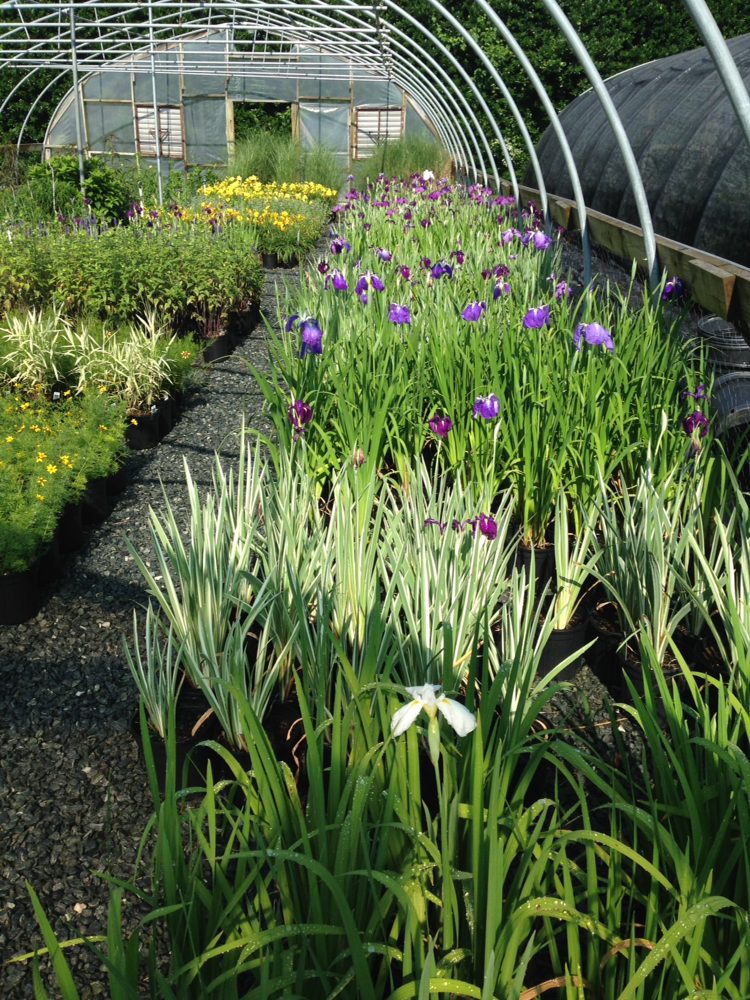 Frank's Perennial Border