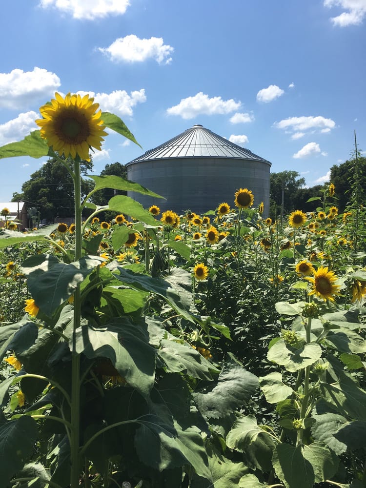 Sunflower Trail 34 Photos Festivals Louisiana 3049, Gilliam, LA