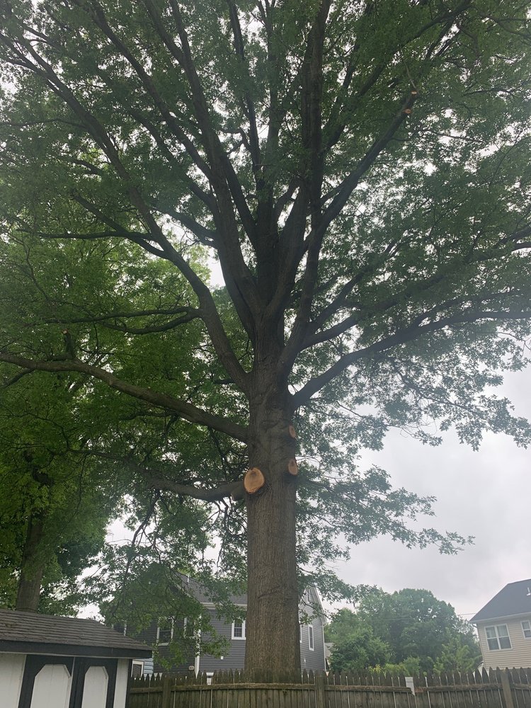 Diaz Landscape Design & Tree Service