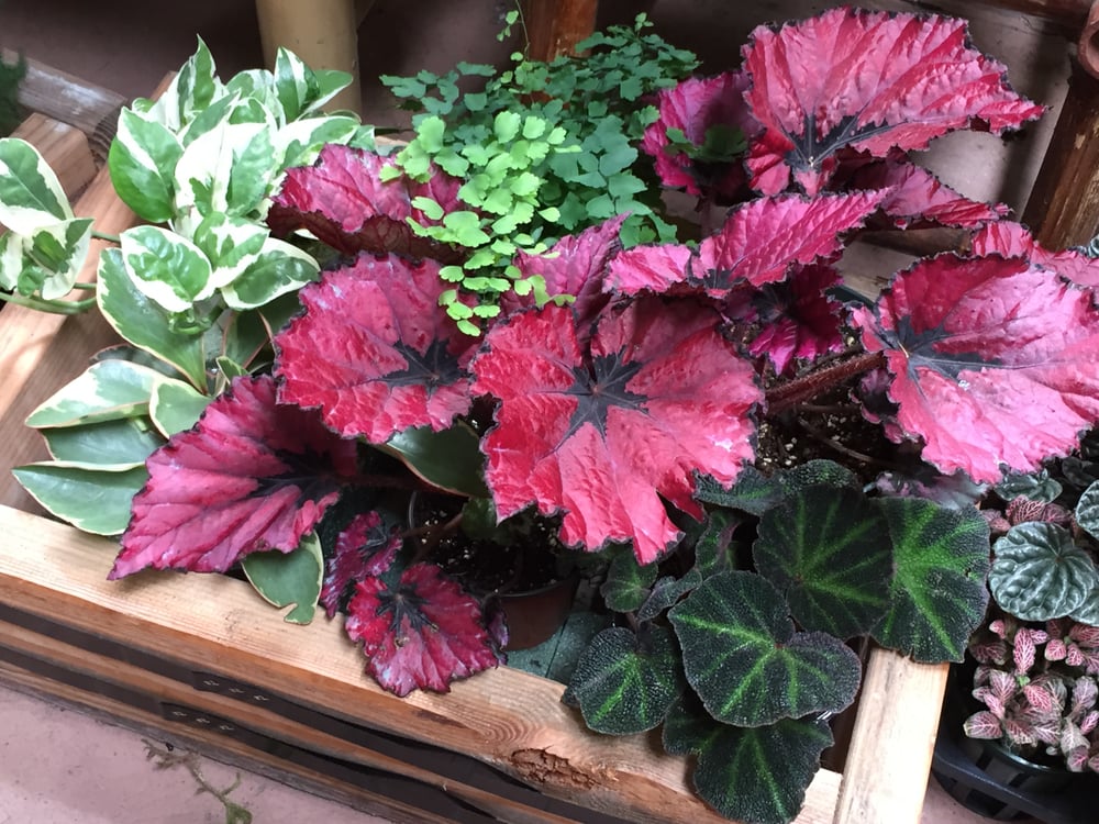 Exotic Plants 55 Photos & 25 Reviews Nurseries & Gardening Arden