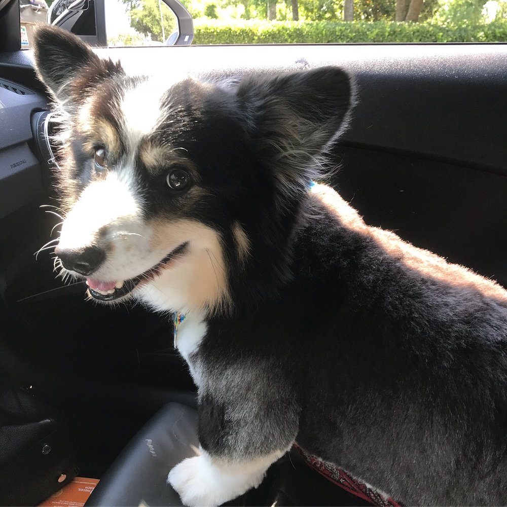 Salty Paws Grooming 11 Photos Pet Groomers 425 Sr 207, St