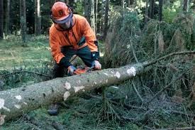 Francisco's Gardening
