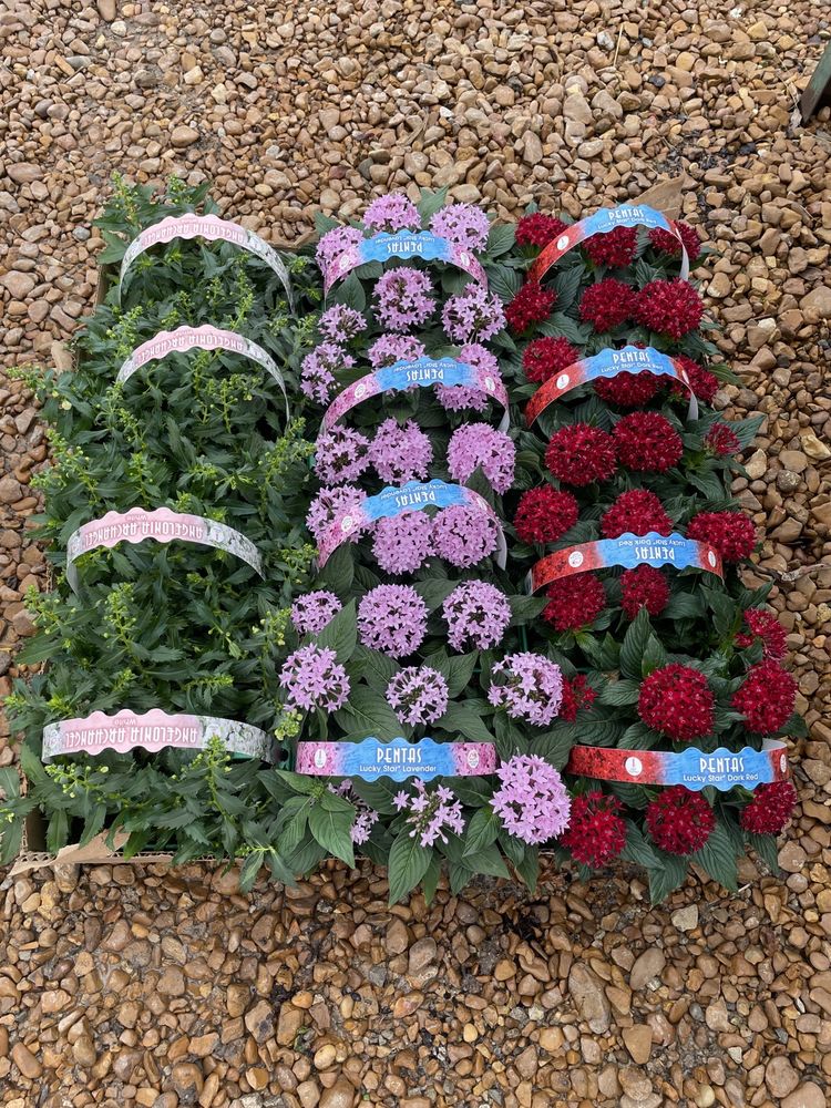 Arrowhead Nursery
