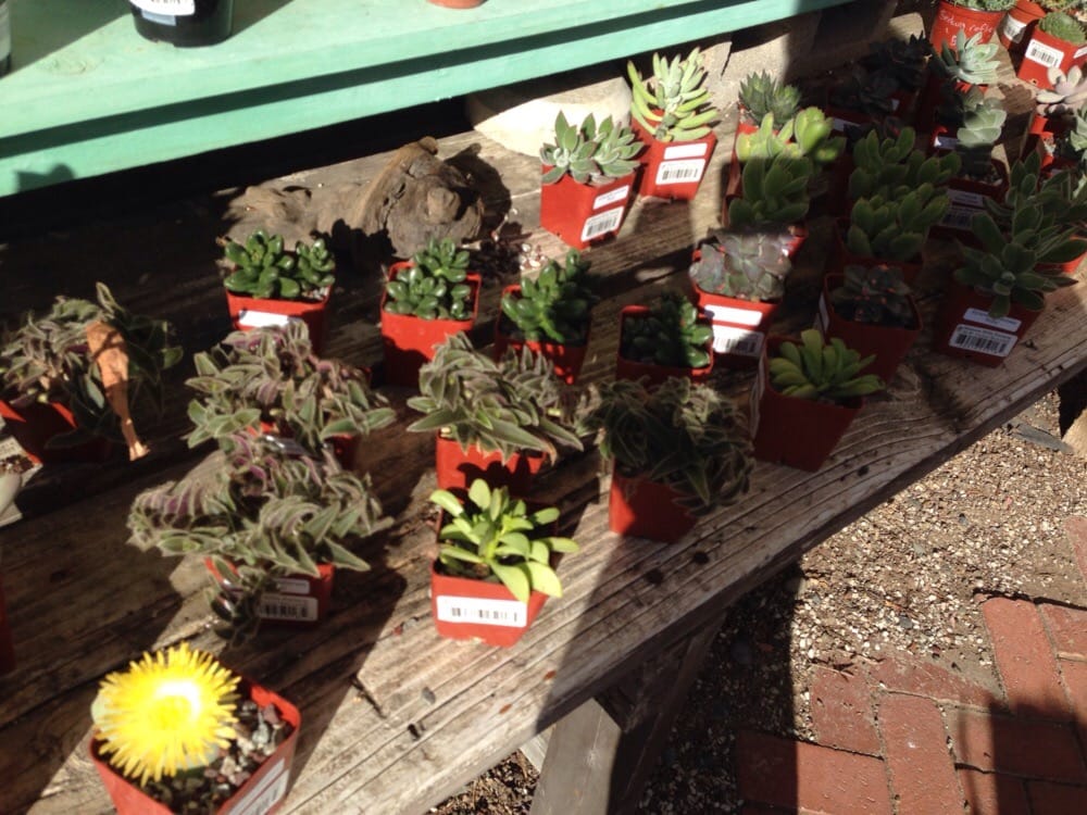 Mission Hills Nursery 64 Photos & 71 Reviews Nurseries & Gardening