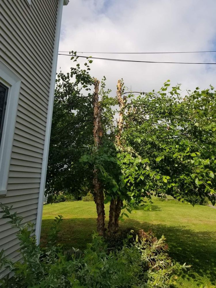 Great Lakes Tree Services