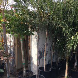 Whitfill Nurseries 16 Photos 25 Reviews Photo Of Whitfill Nurseries Phoenix Az United States