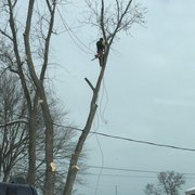 Tree Service Uniondale  Lids Tree Services