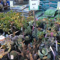 Sloat Garden Center Nurseries Gardening 6740 Alhambra Ave Photo Of Sloat Garden Center Martinez Ca United States