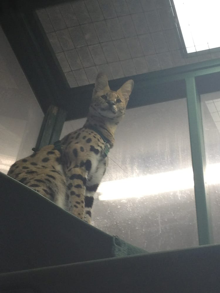 Animal Jungle Closed 15 Photos 16 Reviews Pet S 4318 Animal Jungle Closed 15 Photos 16 Reviews Pet S 4318 Holland Rd Virginia Beach Va Phone Number Last Updated December 2018 Yelp