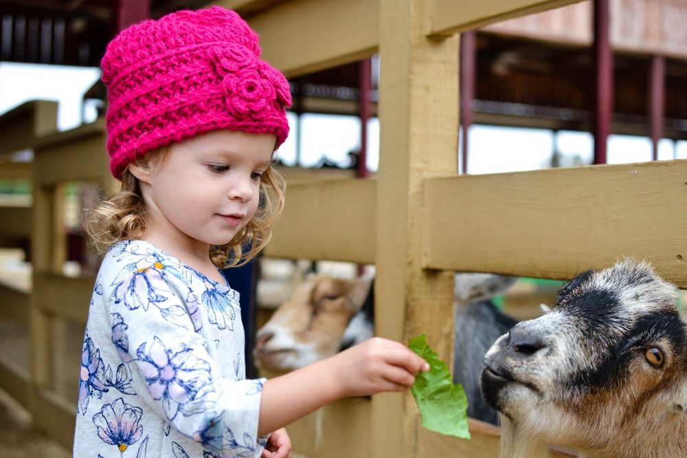 Zoomars Petting Zoo 476 Photos & 343 Reviews Petting Zoos 31791