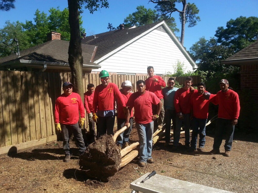 Houston Tree Team 59 Photos & 30 Reviews Tree Services 6510