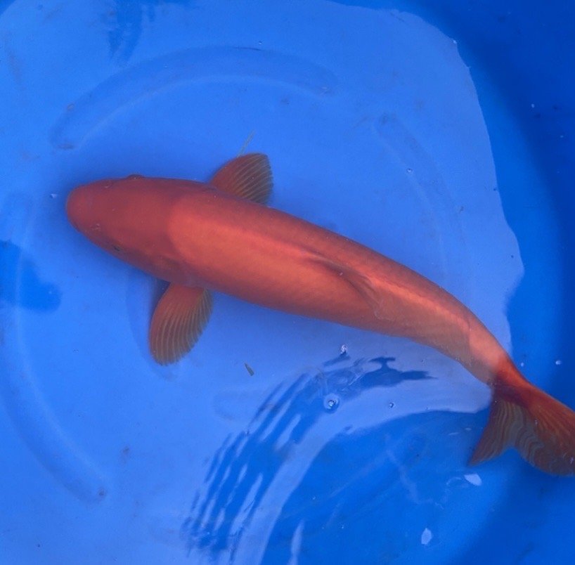 Swimming Jewel