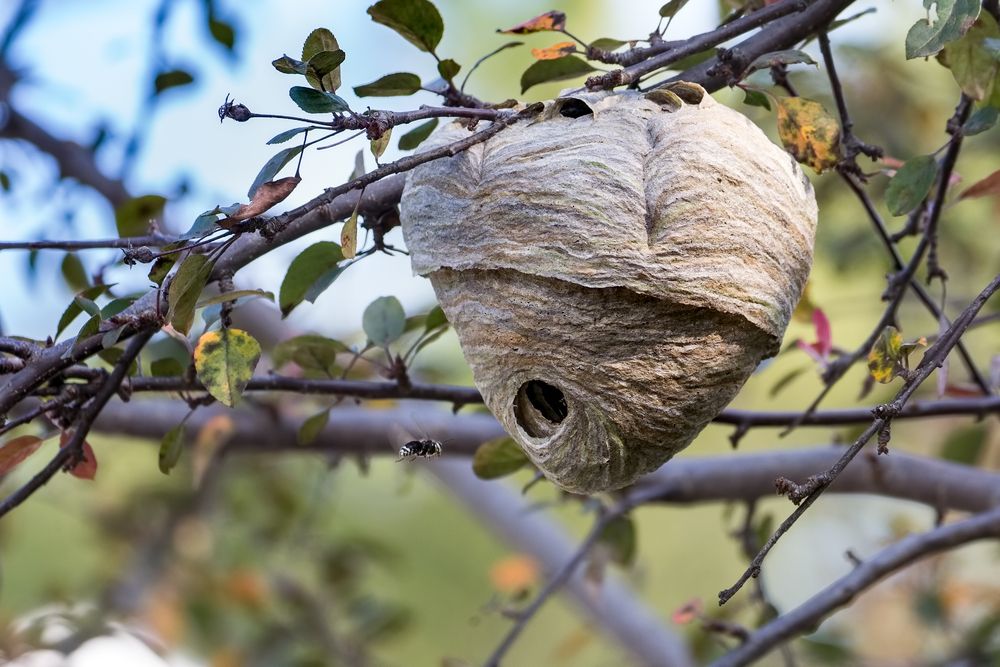 Grove Pest Control